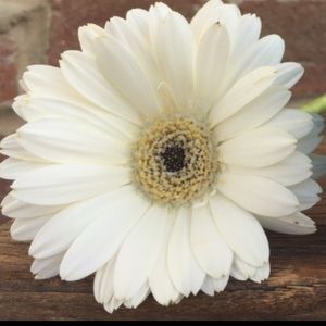 Meet your Posher, Shipra